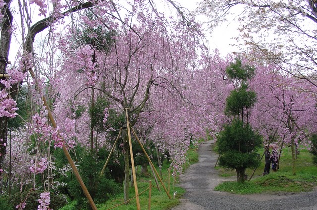 原谷苑